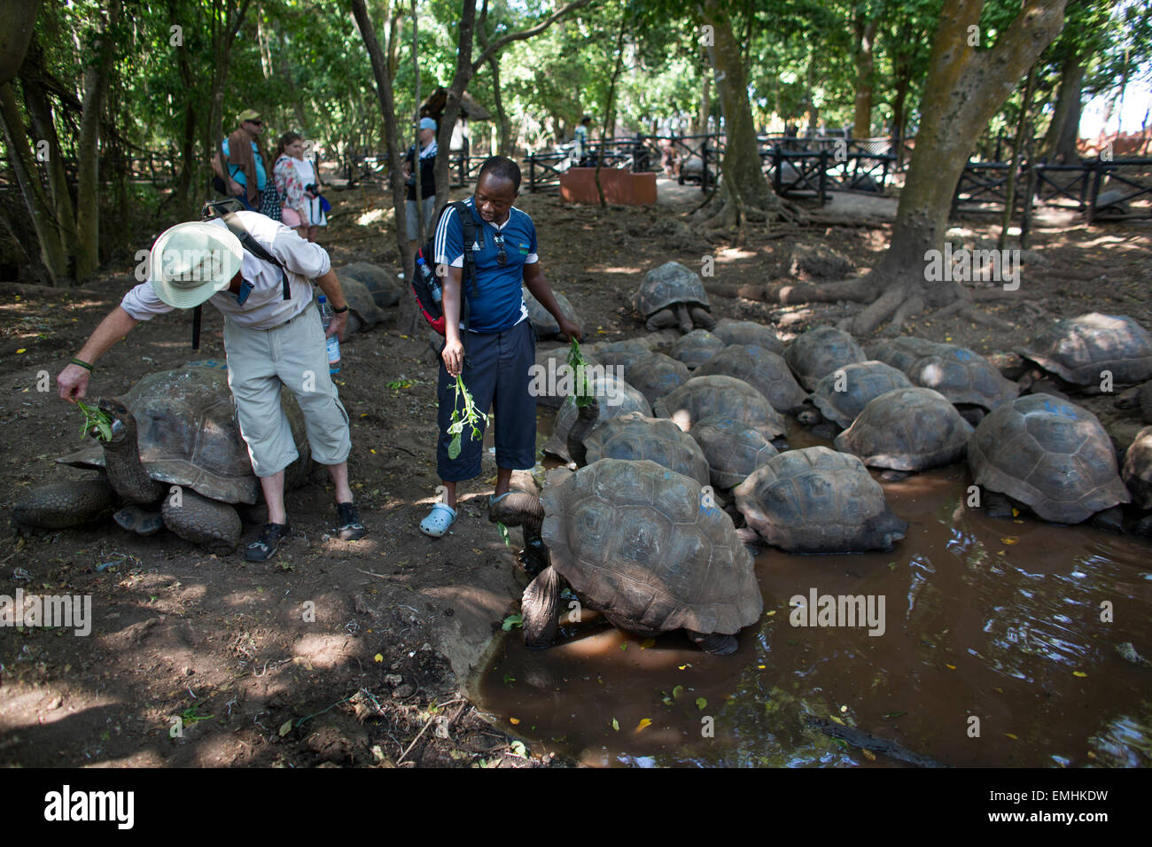 Sanctuaire des Tortues géantes sur l'île de prison, Zanzibar Banque D'Images