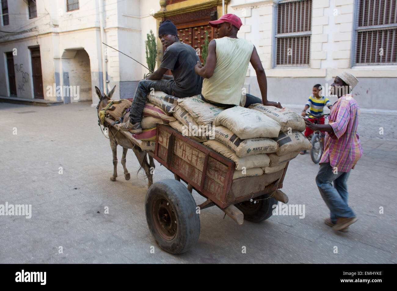 Transport de ciment par des ânes à zanzibar Banque D'Images