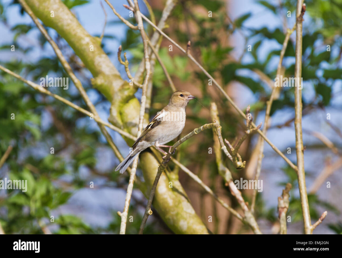 Une femelle (Fringilla coelebs chaffinch commun) dans un arbre Banque D'Images