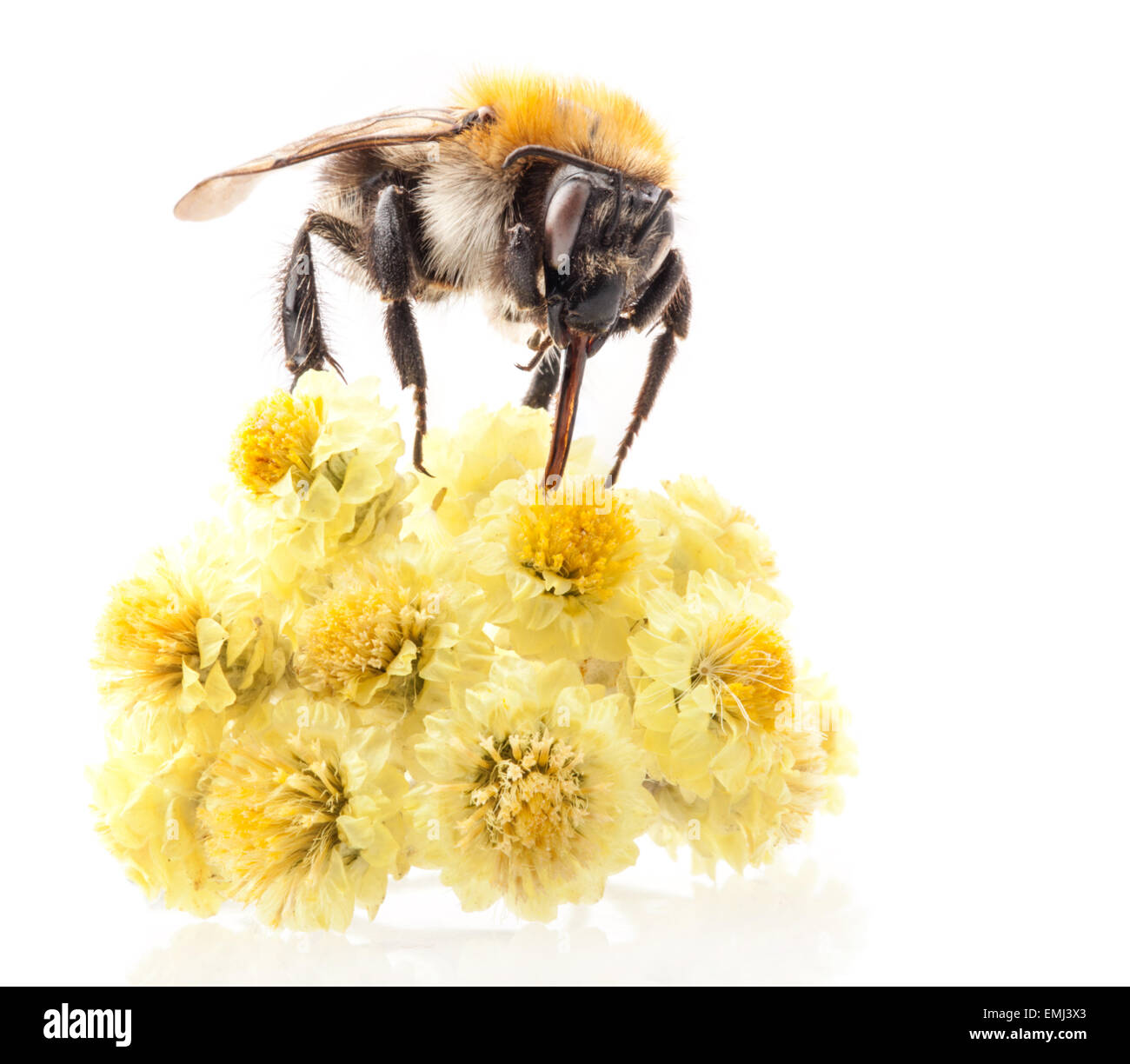 Bourdon sur fleur isolé sur fond blanc, macro Banque D'Images