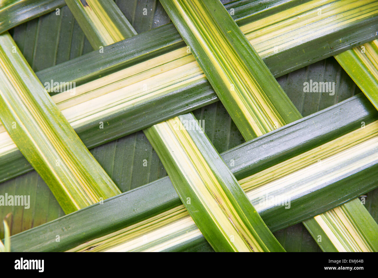 Green palm tree leaf grille Banque D'Images