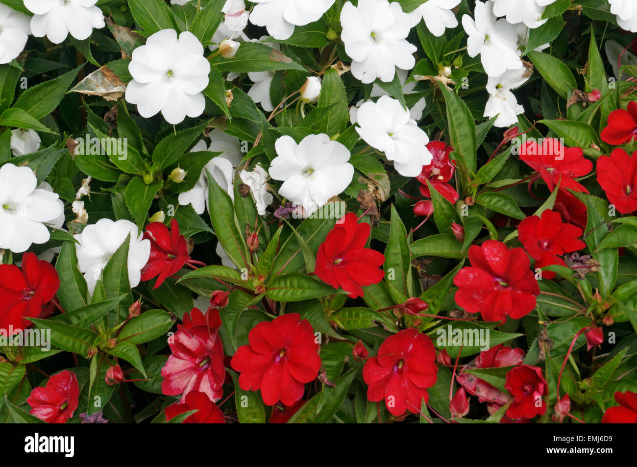 Fleurs Impatiens rouge et blanc Banque D'Images