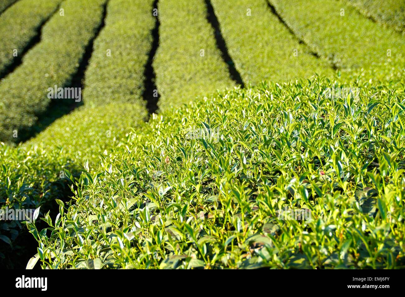 La plantation de thé à la ferme du centre de Taïwan Banque D'Images