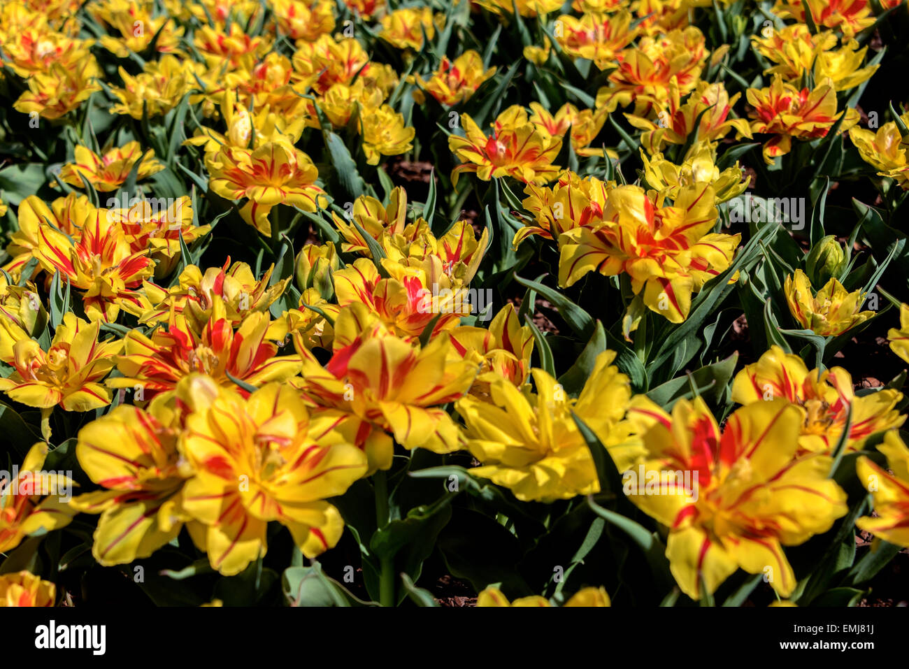 Jaune et Rouge Parrot Tulip Bed Banque D'Images