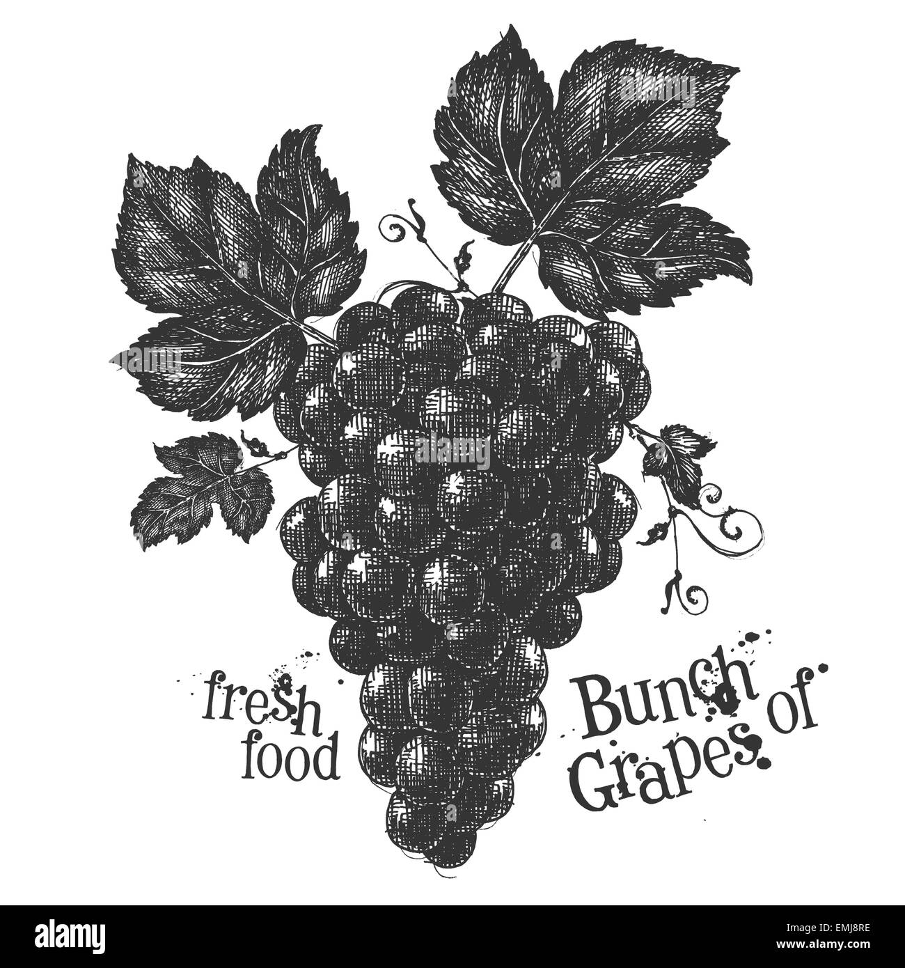 Raisins sur un fond blanc. croquis Banque D'Images