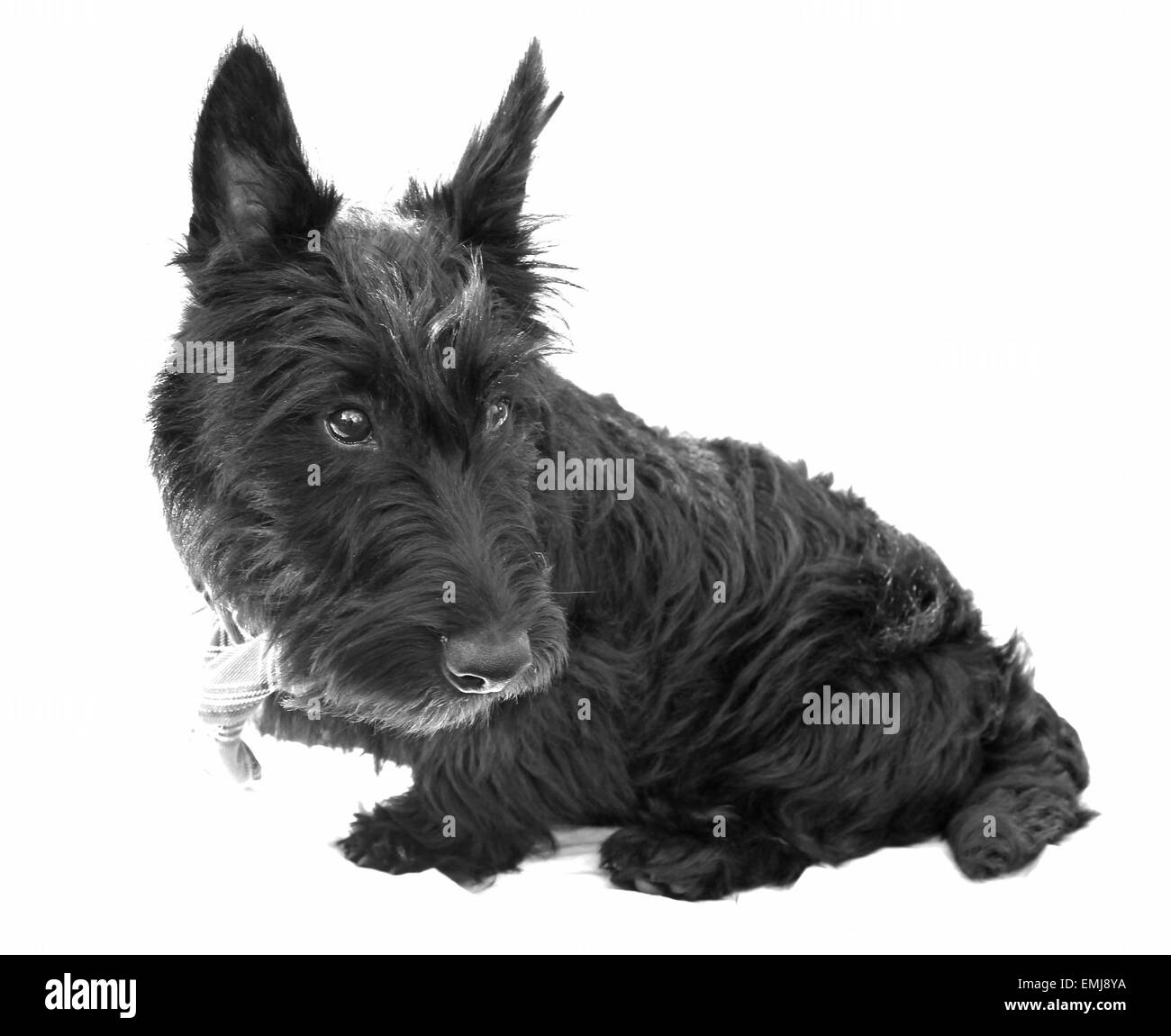 Chien, westie, Scotty, promenades, studio, photographie, mignon, adorable, animal, cutie, fourrure, manteau, toilettage de chiens, de belles, de vétérinaires Banque D'Images