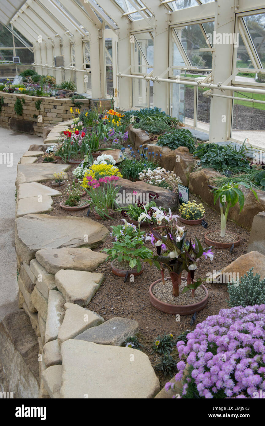 RHS jardins de Harlow Carr Alpine House en pleine floraison. Harrogate, North Yorkshire, UK Banque D'Images