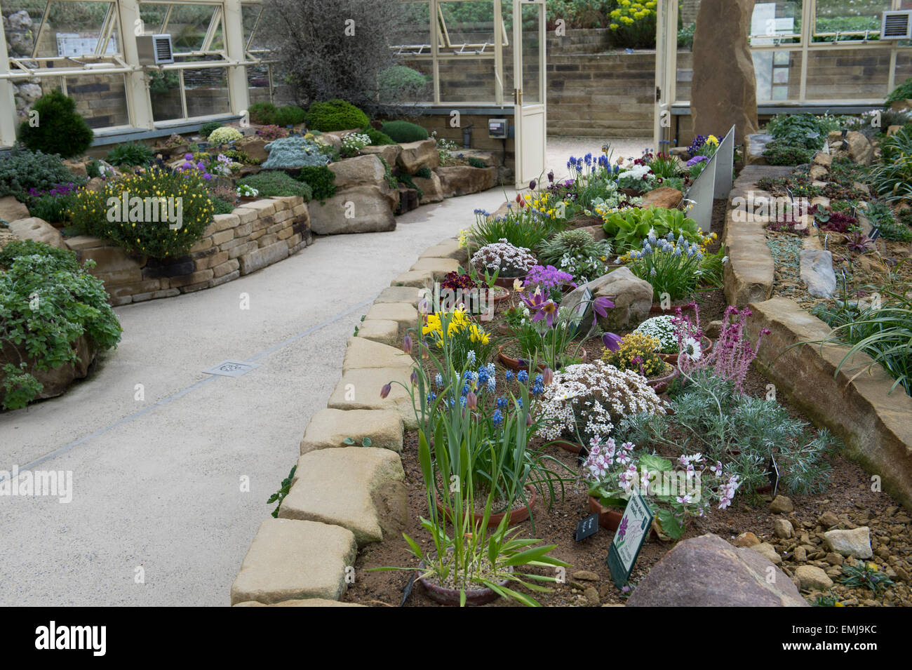 RHS jardins de Harlow Carr Alpine House en pleine floraison. Harrogate, North Yorkshire, UK Banque D'Images