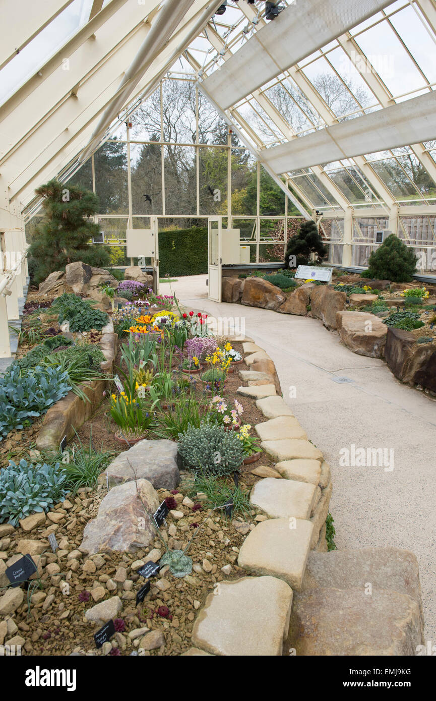 RHS jardins de Harlow Carr Alpine House en pleine floraison. Harrogate, North Yorkshire, UK Banque D'Images