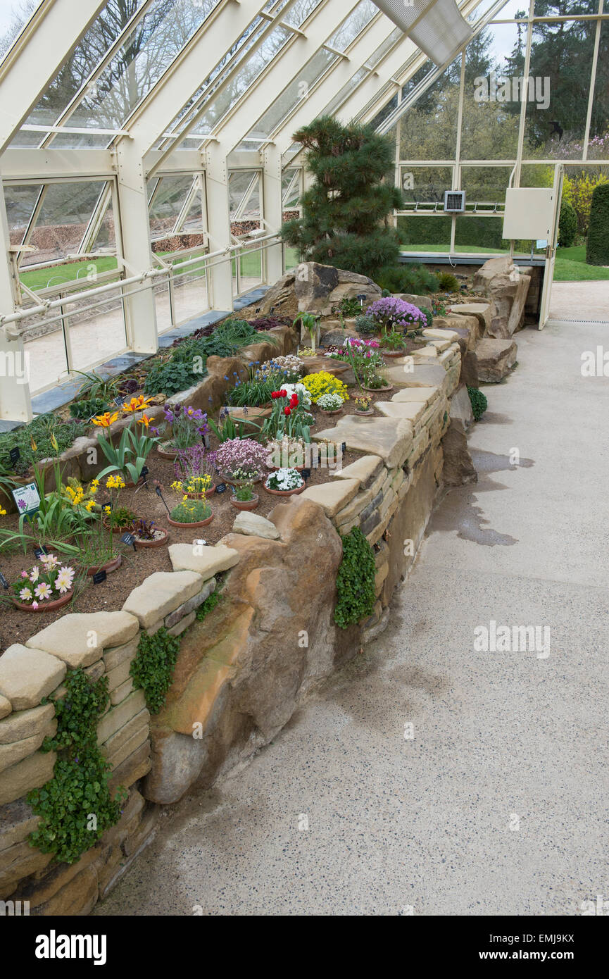 RHS jardins de Harlow Carr Alpine House en pleine floraison. Harrogate, North Yorkshire, UK Banque D'Images