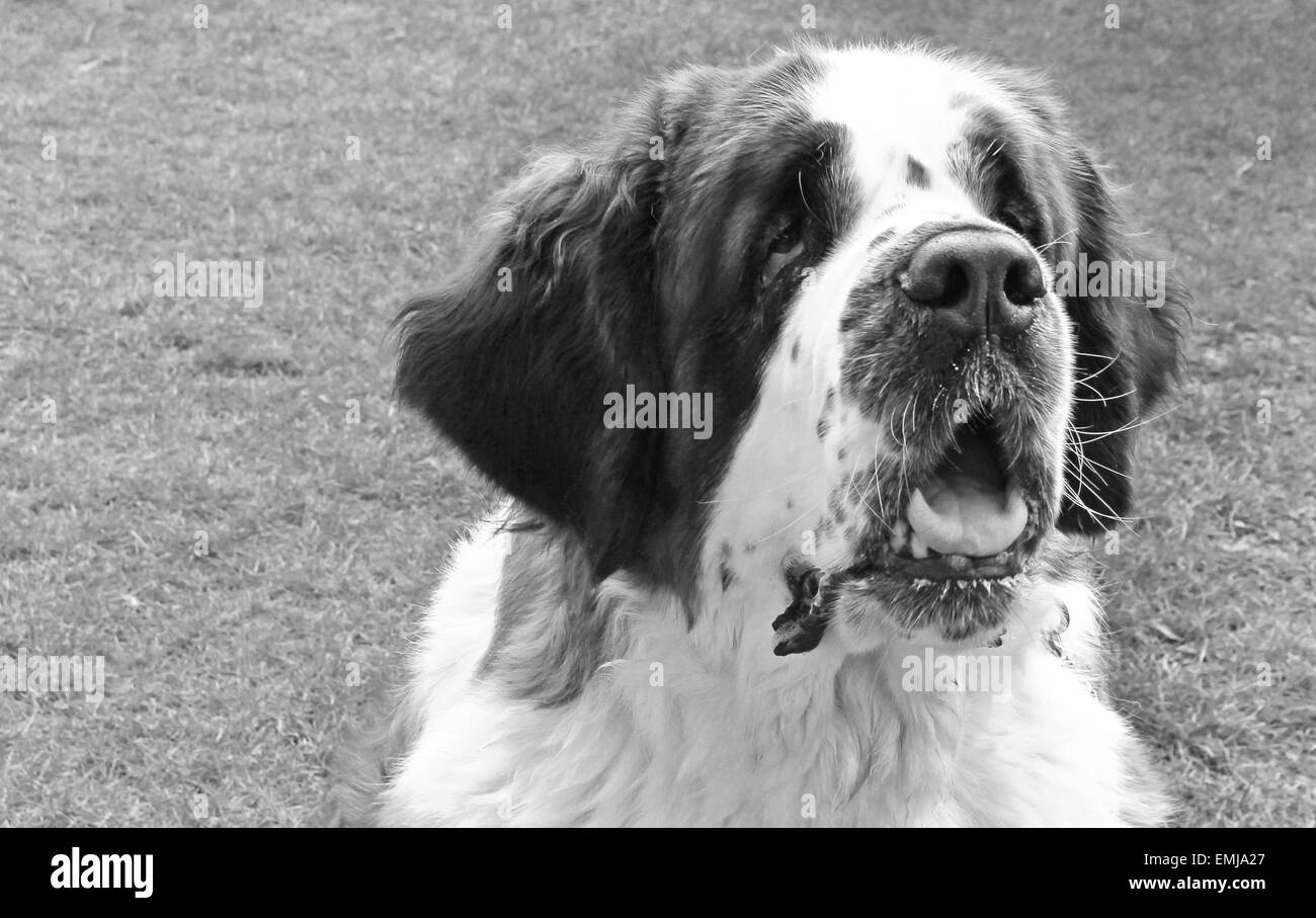 Chien, chien, portrait, portrait, animal, mignon, adorable, St Bernard, race, heureux, dog show, vétérinaire, vétérinaire, agilité, flyball, Banque D'Images