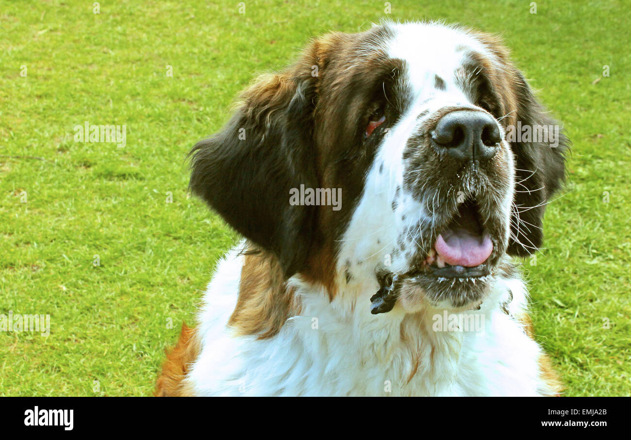 Chien, chien, portrait, portrait, animal, mignon, adorable, St Bernard, race, heureux, dog show, vétérinaire, vétérinaire, agilité, flyball, Banque D'Images