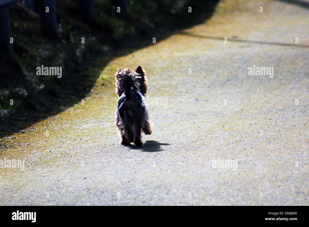 Chien, 1, a, action, adulte, animal, animaux, Kassi, Australiens, l'Australie, de l'automne, automne, automne, autumnally-temps, bleu, bleu-mer Banque D'Images