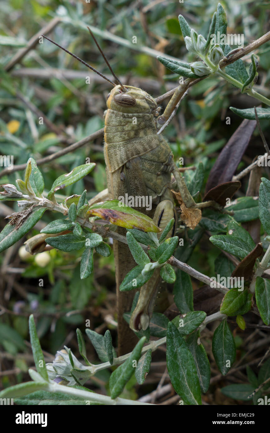 L'Eyprepocnemis plorans, sauterelle, en s'arbuste. Trouvés le long des rochers de Malte, mer Méditerranée. Banque D'Images