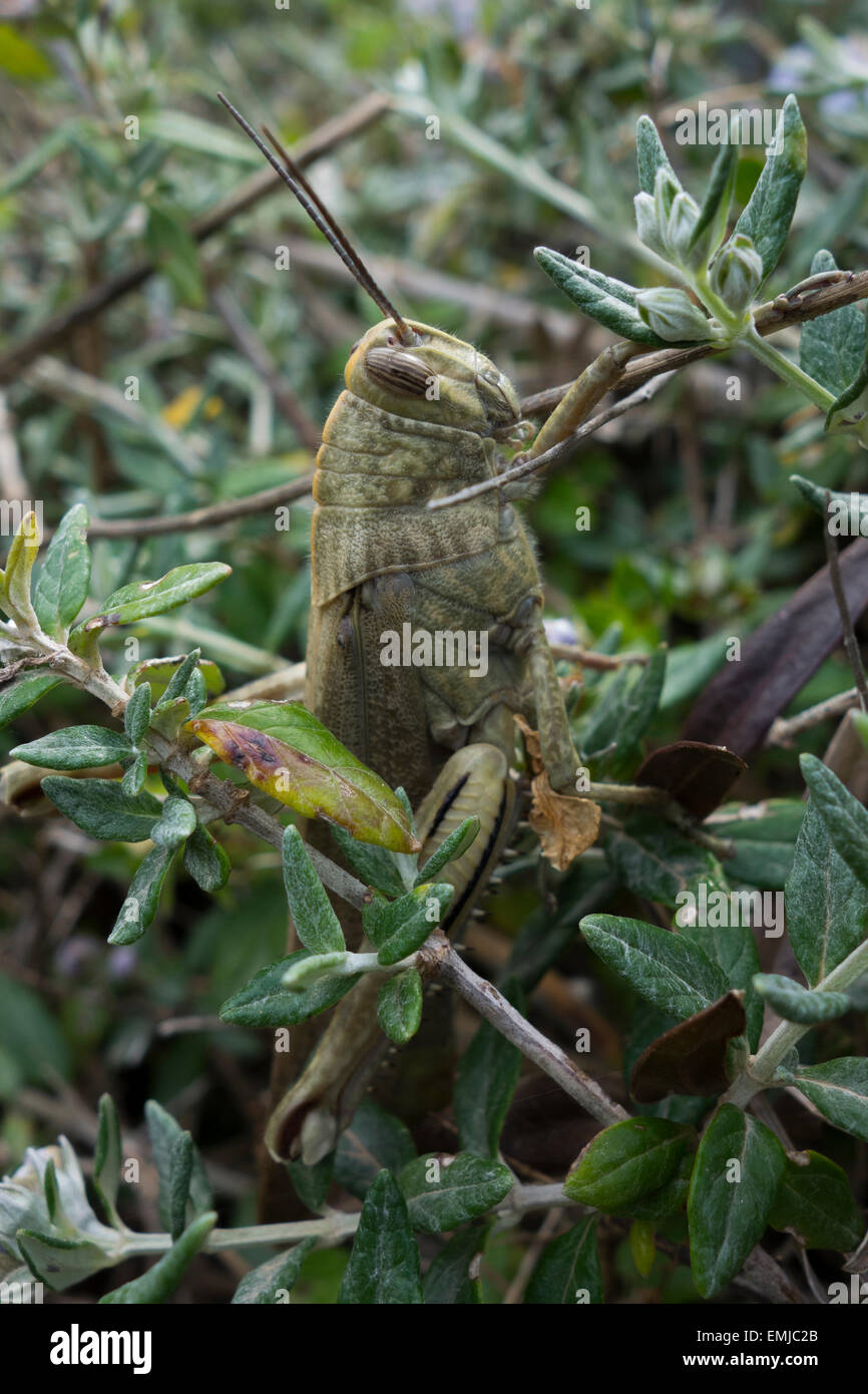 L'Eyprepocnemis plorans, sauterelle, en s'arbuste. Trouvé un long la roches côtières de Malte, mer Méditerranée. Banque D'Images