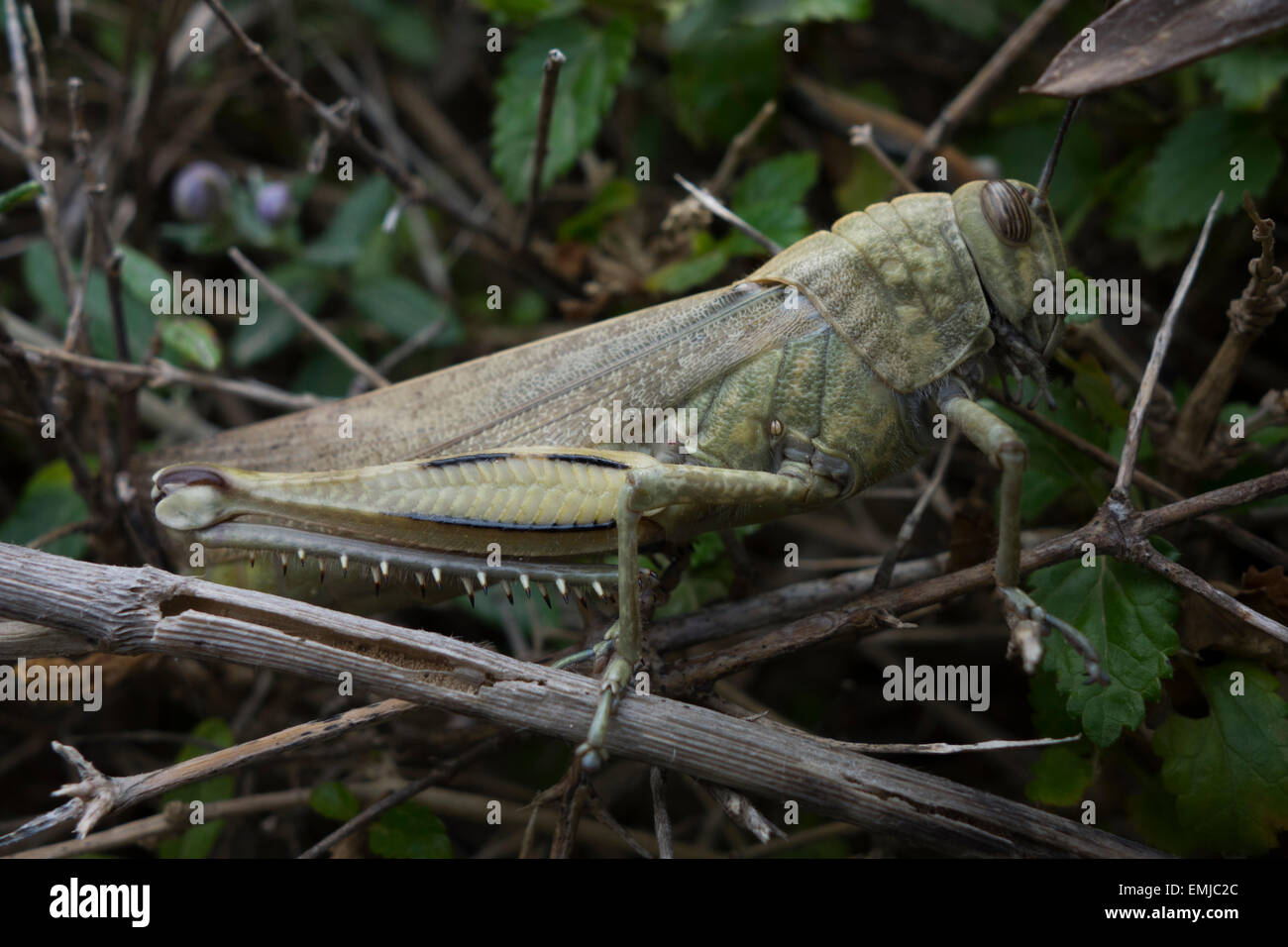 L'Eyprepocnemis plorans, sauterelle, en s'arbuste. Trouvé un long la roches côtières de Malte, mer Méditerranée. Banque D'Images
