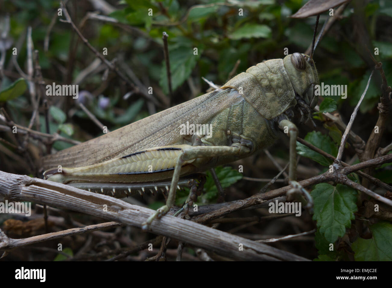 L'Eyprepocnemis plorans, sauterelle, en s'arbuste. Trouvé un long la roches côtières de Malte, mer Méditerranée. Banque D'Images