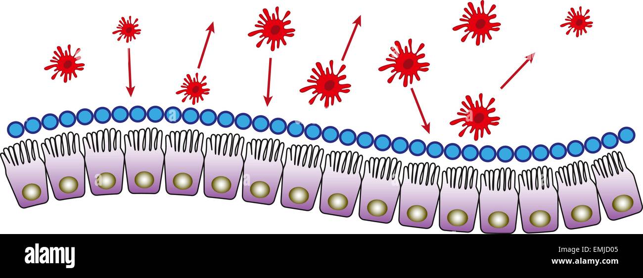 Les cellules de l'immunité muqueuse intestinale vector illustration médicale Illustration de Vecteur