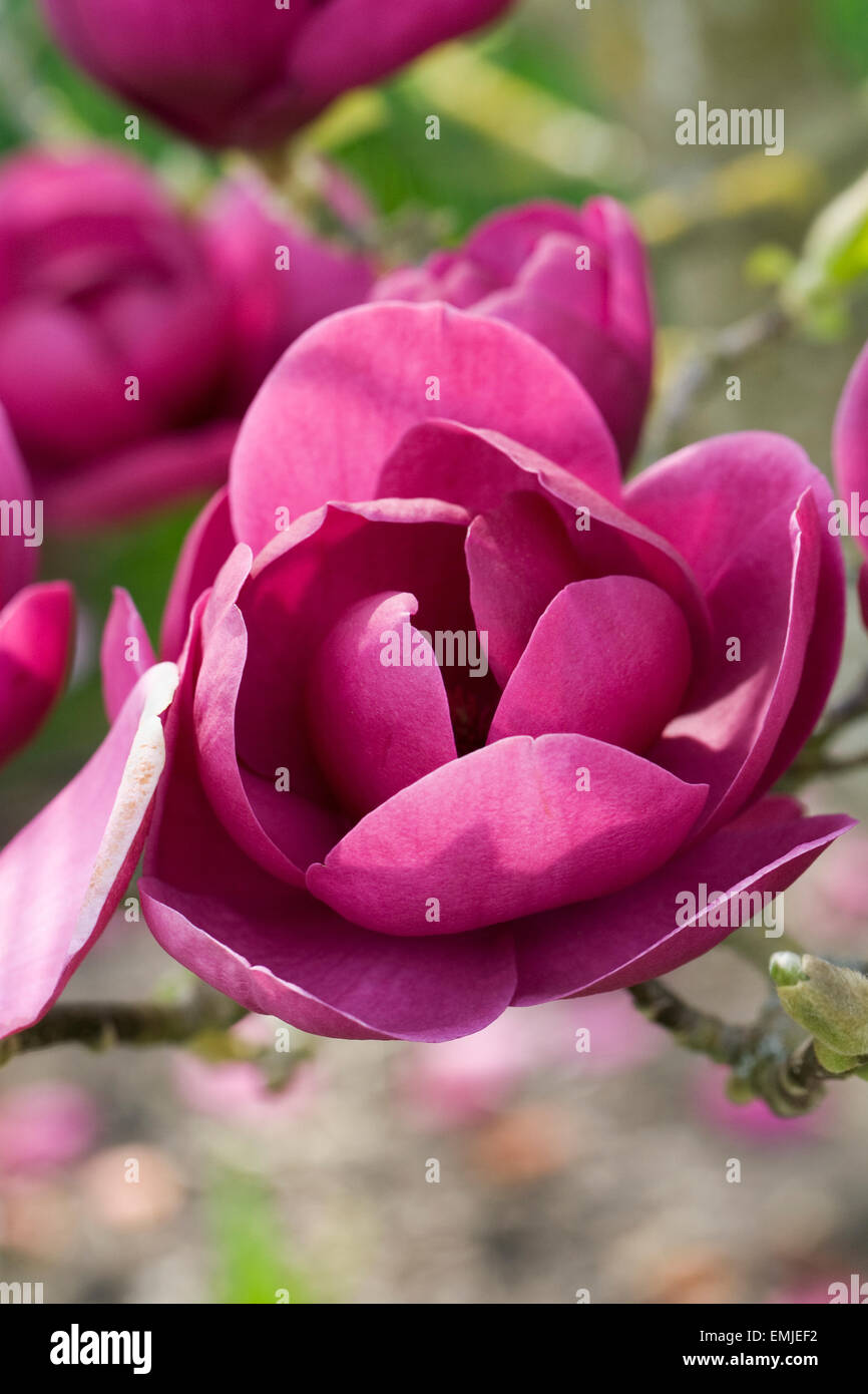 Black Tulip Magnolia 'Jurmag1' des fleurs au printemps. Banque D'Images