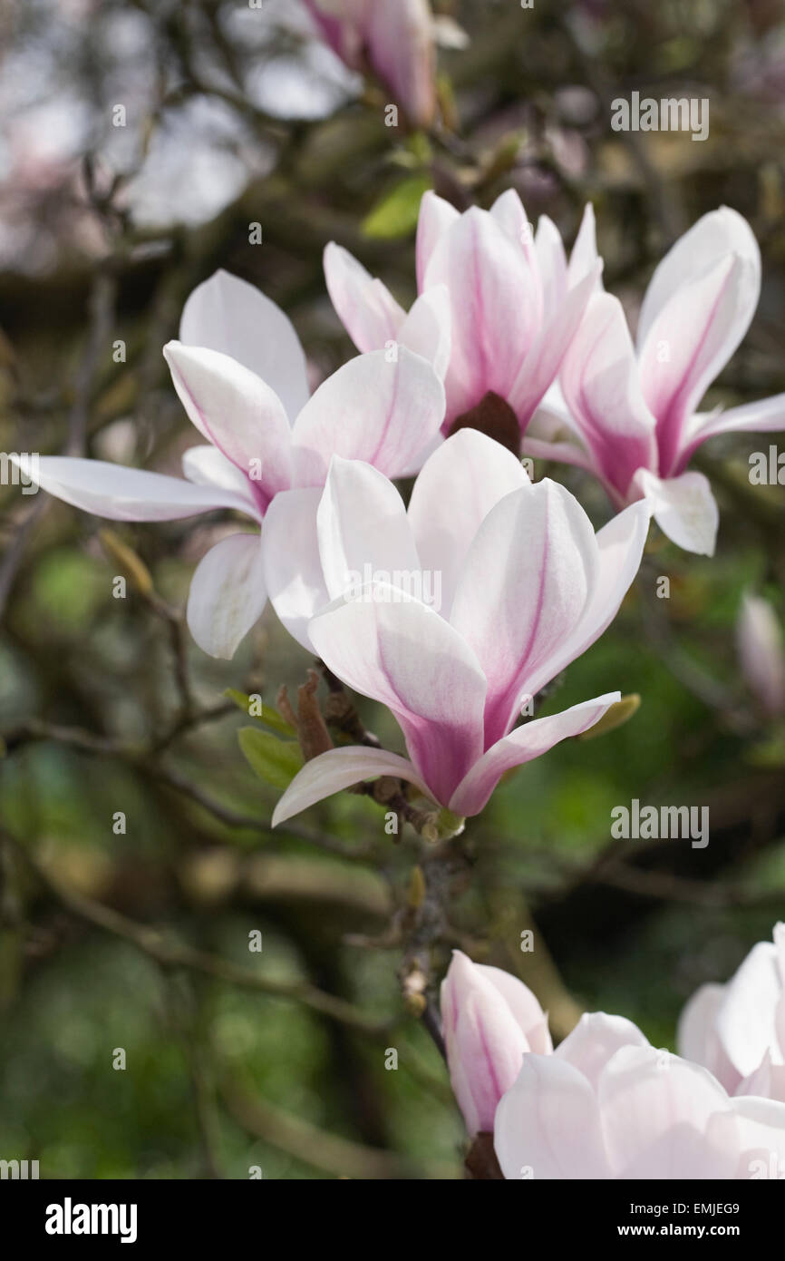 Fleur de Magnolia au printemps. Banque D'Images