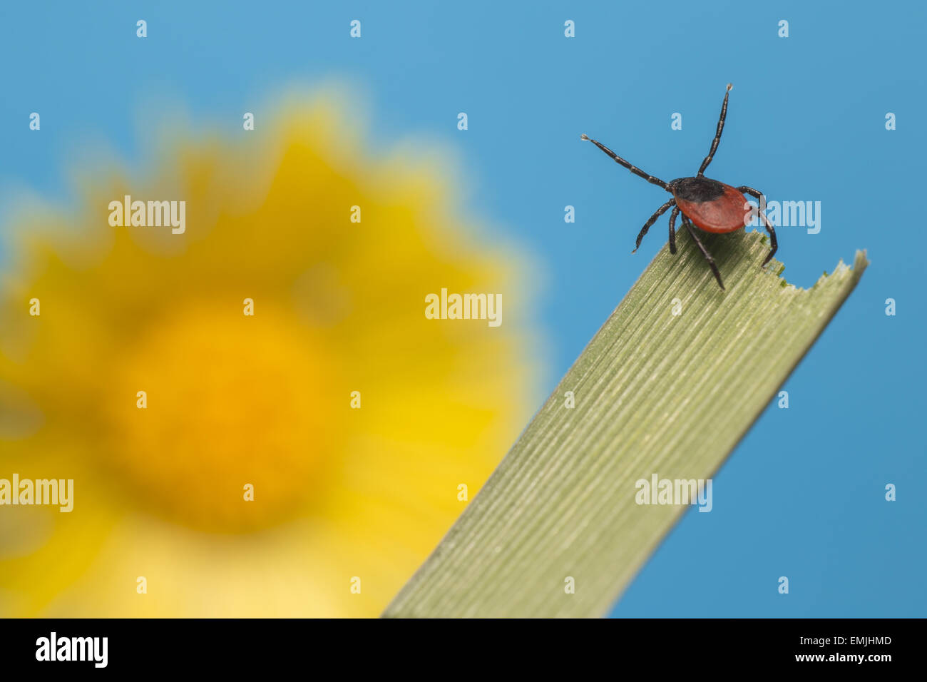 Le ricin tique (Ixodes ricinus) Banque D'Images