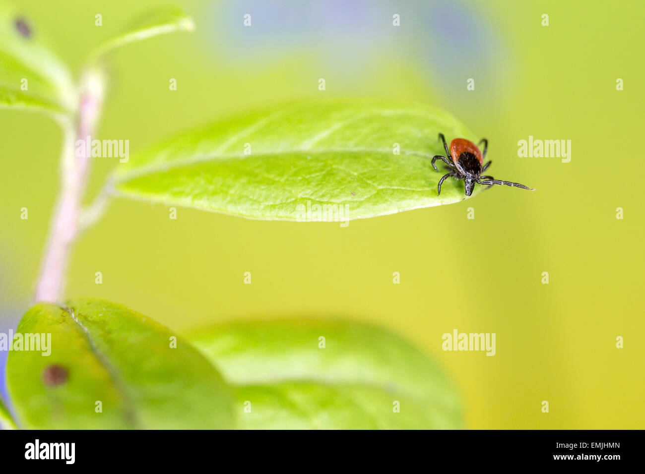 Le ricin tique (Ixodes ricinus) Banque D'Images