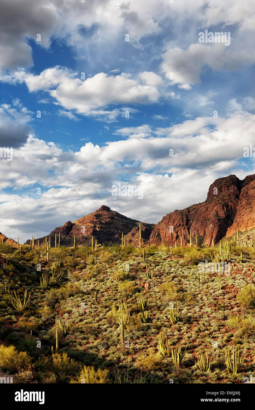 Tuyau d'orgue cactus s'épanouir sur les collines au sud de l'Arizona's Organ Pipe National Monument et le désert de Sonora. Banque D'Images