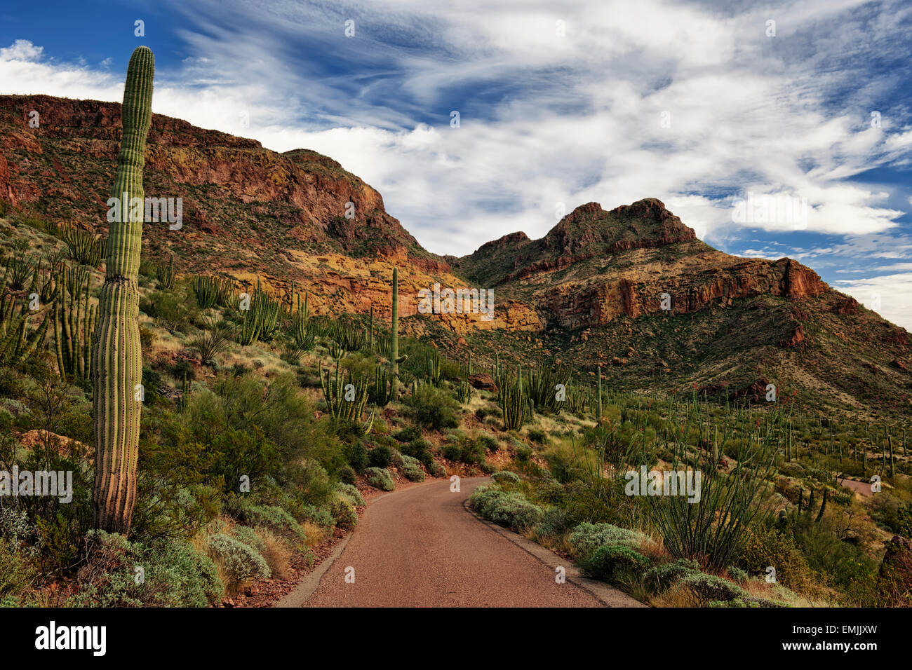 Ajo Mountain Drive passe par les nombreuses variétés de cactus en Arizona's Organ Pipe National Monument et le désert de Sonora. Banque D'Images