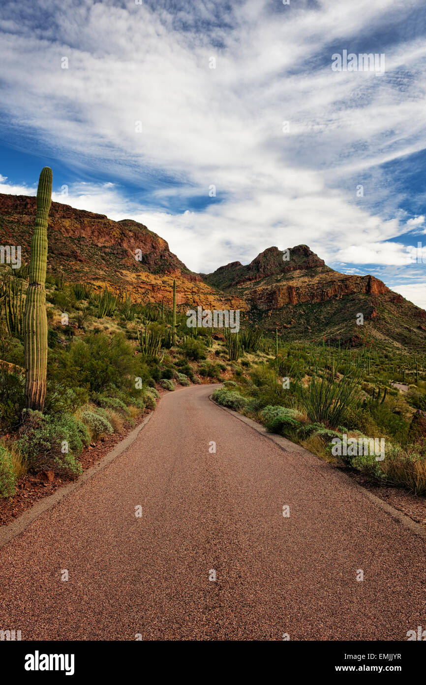 Ajo Mountain Drive passe par les nombreuses variétés de cactus en Arizona's Organ Pipe National Monument et le désert de Sonora. Banque D'Images