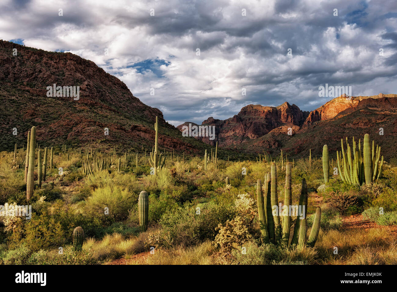 Dernière lumière sur l'ajo de montagne en Arizona's Organ Pipe Cactus National Monument et le désert de Sonora. Banque D'Images