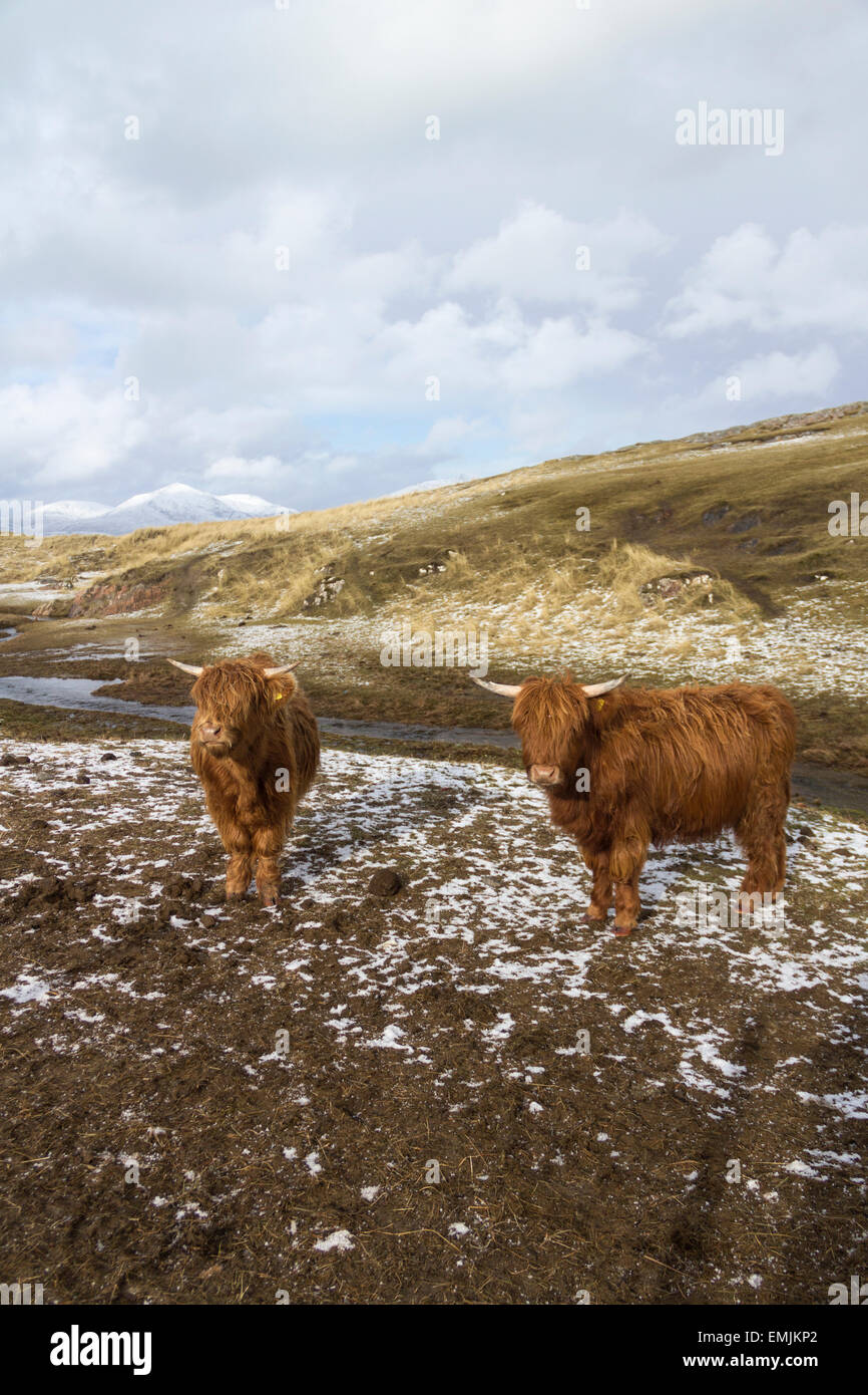 Les vaches Highland, Outer Hebrides, Lewis et Harris Banque D'Images