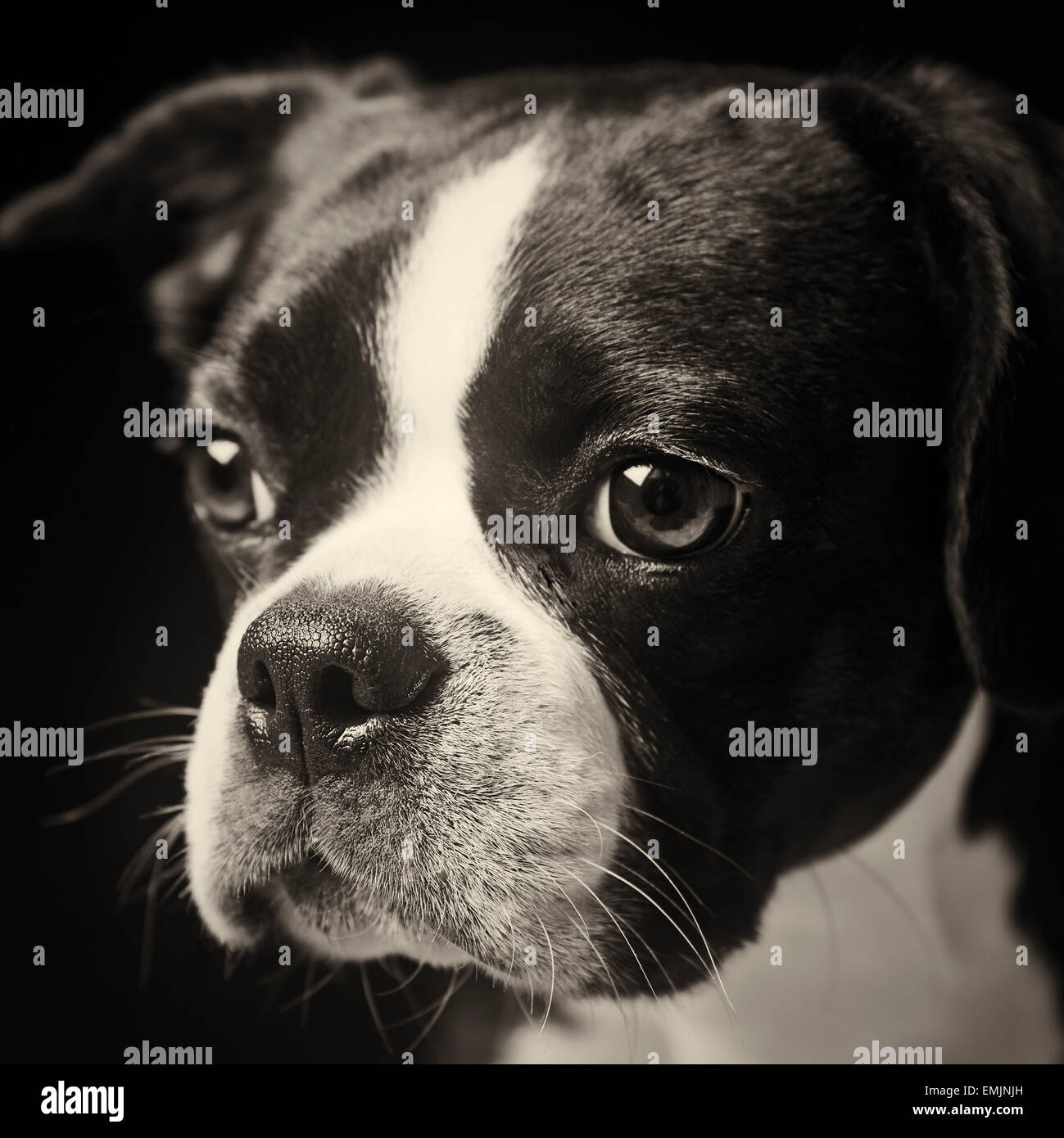 French bulldog cavalier king charles Banque de photographies et d'images à  haute résolution - Alamy