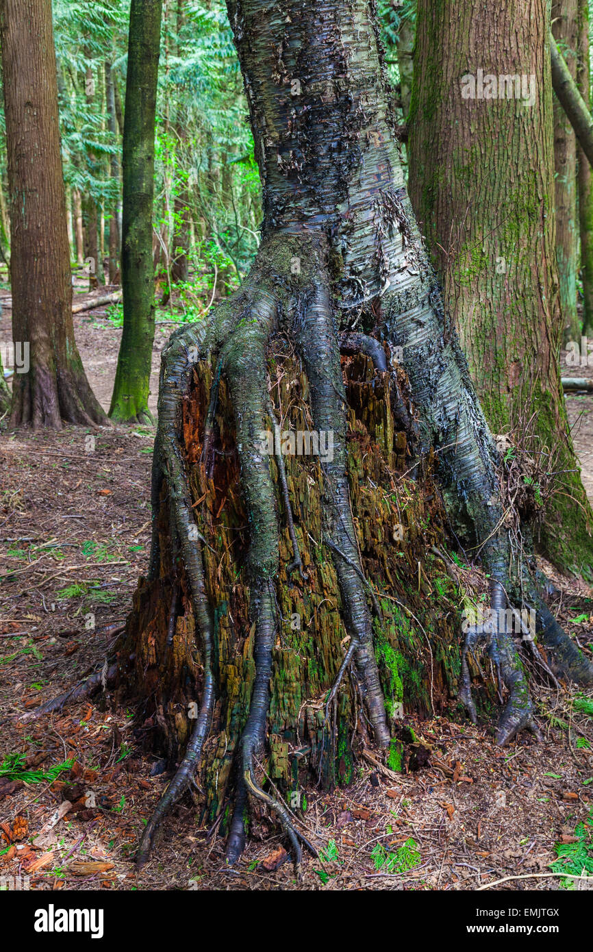 Des racines d'arbre qui poussent autour d'une souche d'arbre en décomposition dans une forêt pluviale tempérée Banque D'Images