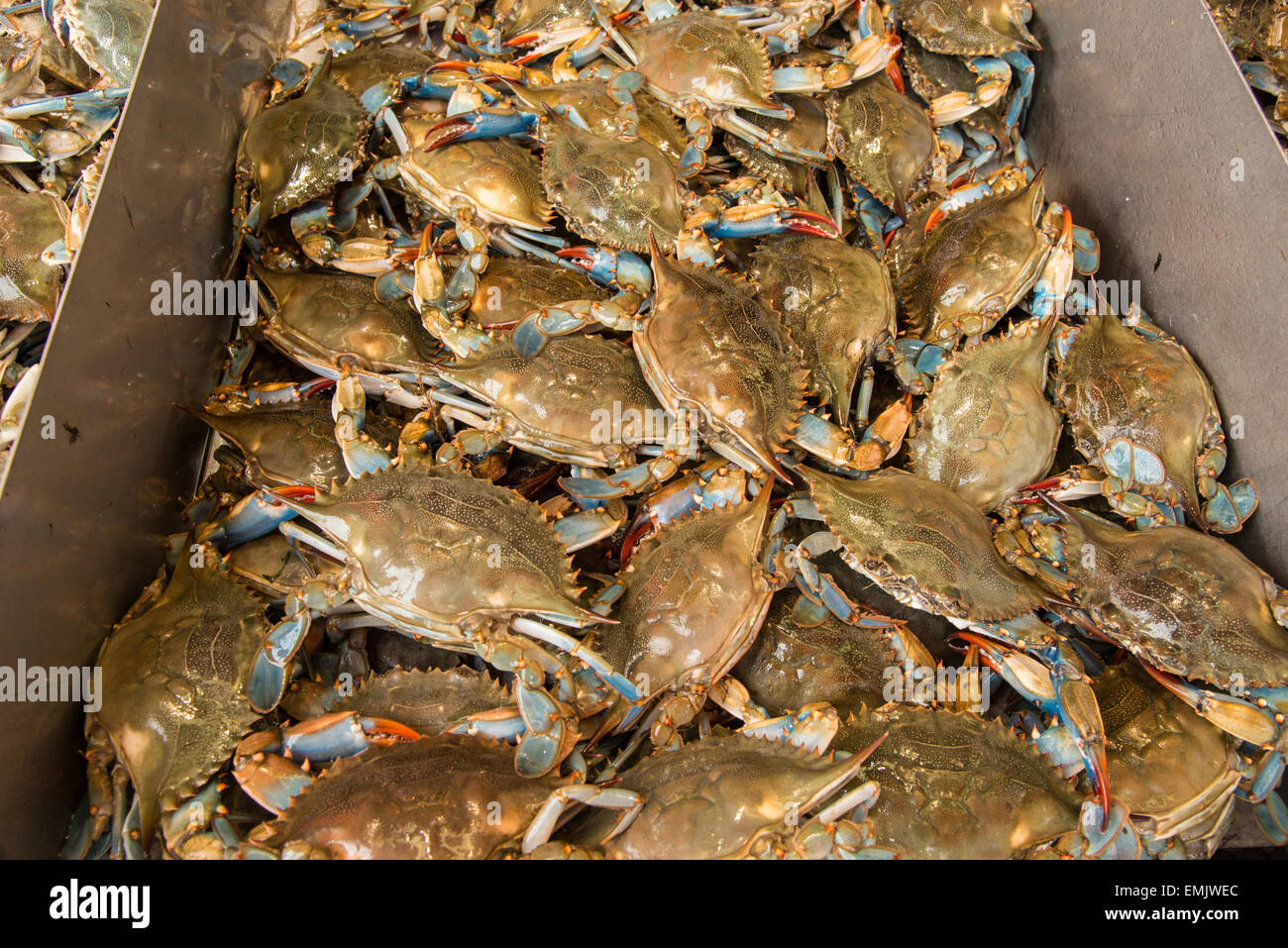 Marché de fruits de mer Banque D'Images