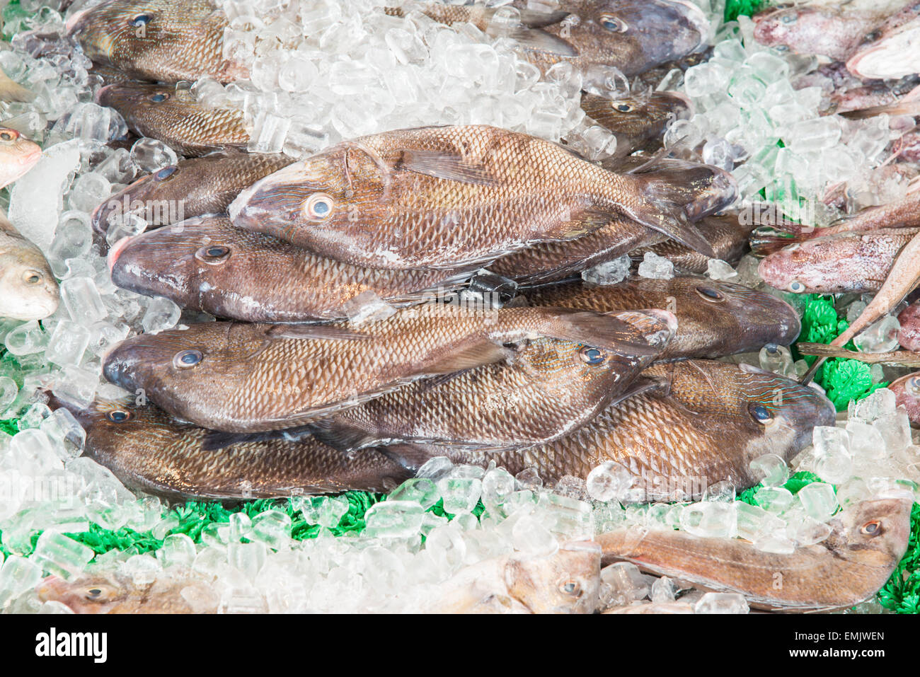 Marché de fruits de mer Banque D'Images
