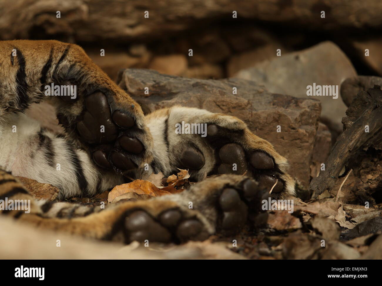 Pattes de tigre du Bengale Royal Ranthambhore Banque D'Images