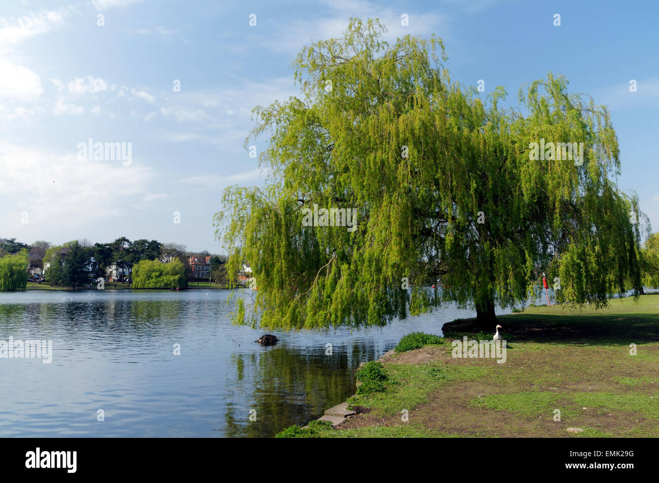 Willow Tree, Roath Park Lake, Cardiff, Pays de Galles, Royaume-Uni. Banque D'Images