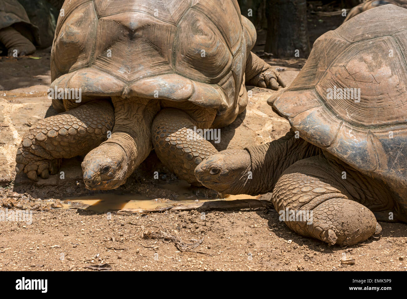 Deux tortues géantes d'Aldabra (Aldabrachelys gigantea), la Vanille Réserve naturelle du parc, l'Ile Maurice Banque D'Images