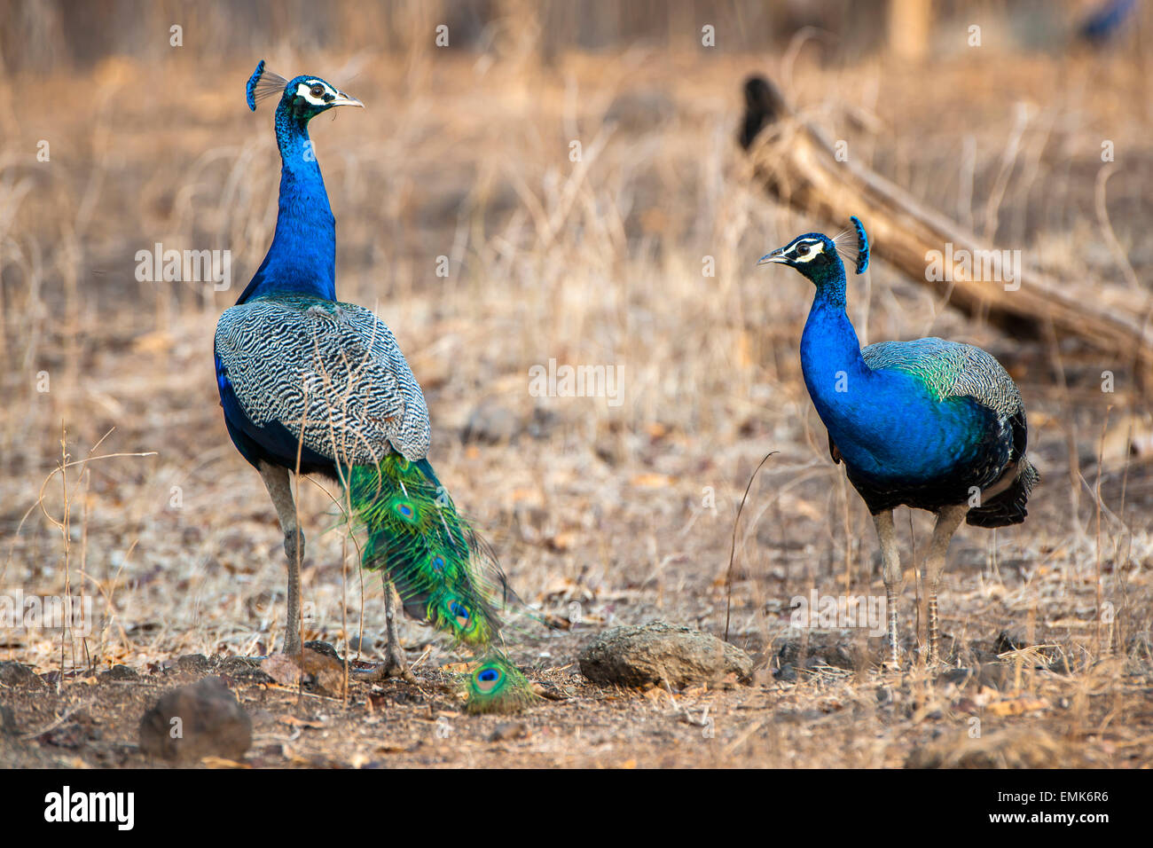 Pavo cristatus (Peafowls indien), les mâles adultes, Sasan-Gir, Gir Forest National Park, Gujarat, Inde Banque D'Images