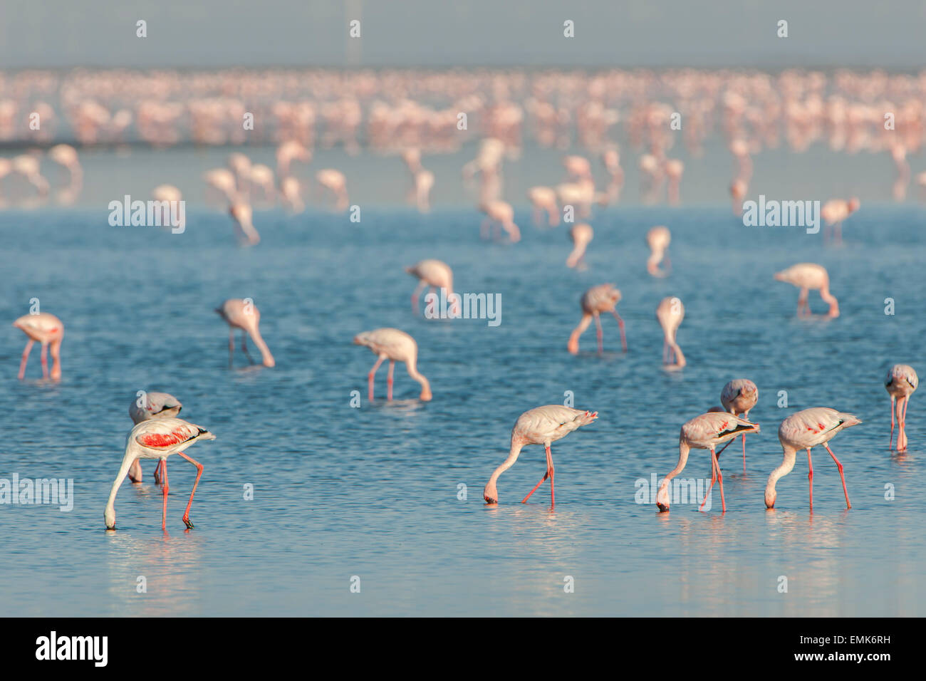 American Flamingo (Phoenicopterus ruber) colonie en quête de nourriture, Little Rann de Kutch, Gujarat, Inde Banque D'Images