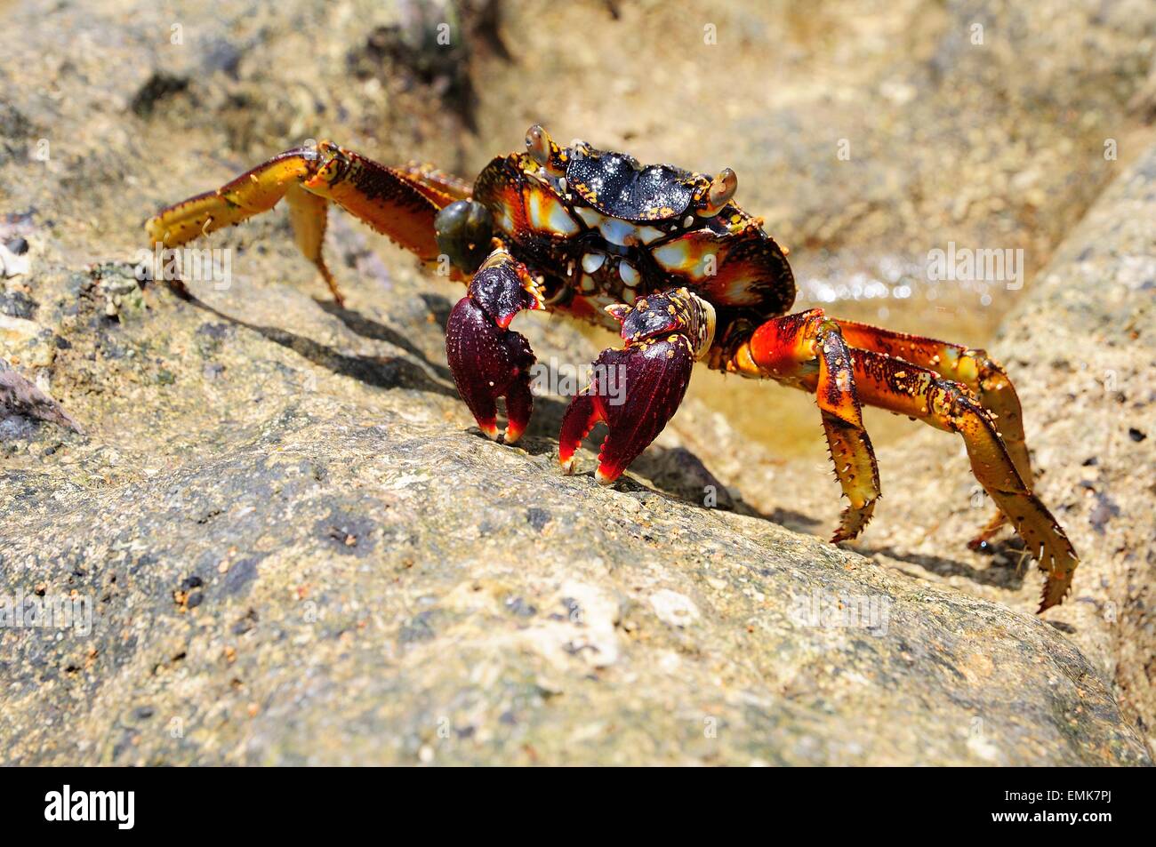 Araignée de mer (Neosarmatium meinerti) sur un rocher, Baie de Soulou, Mayotte, Comores, France Banque D'Images