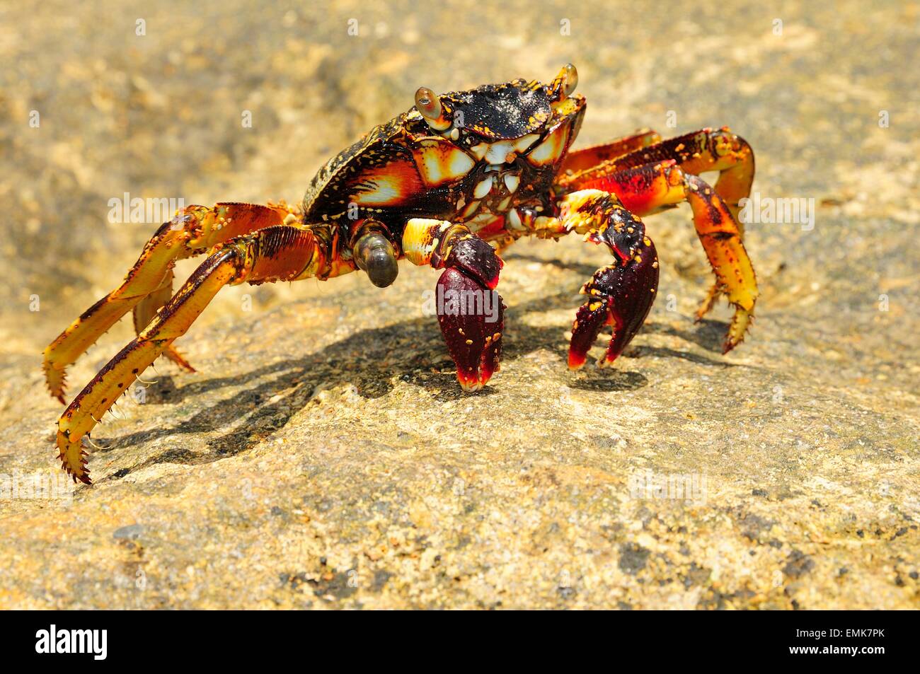 Araignée de mer (Neosarmatium meinerti) sur un rocher, Baie de Soulou, Mayotte, Comores, France Banque D'Images