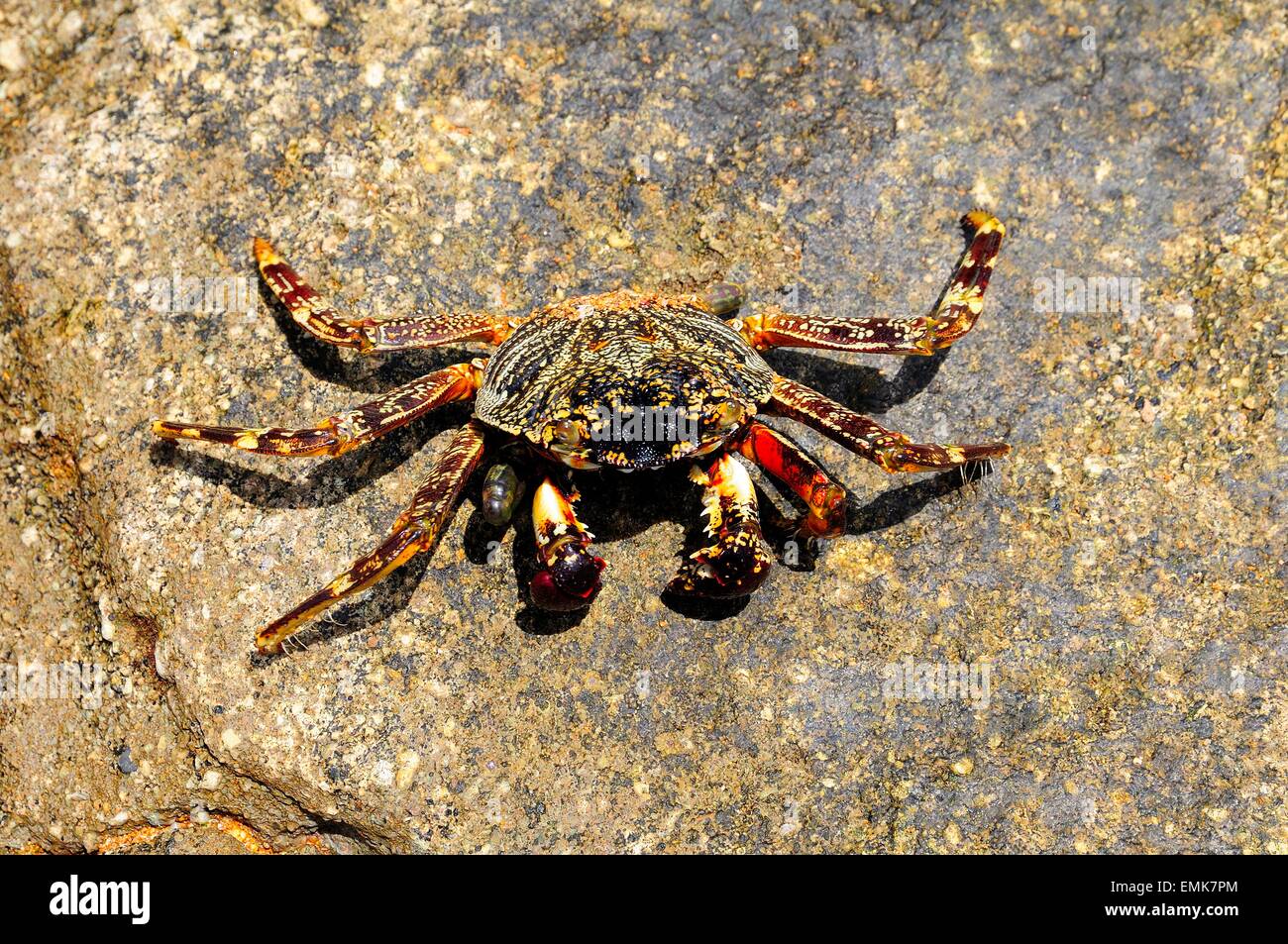 Araignée de mer (Neosarmatium meinerti) sur un rocher, Baie de Soulou, Mayotte, Comores, France Banque D'Images