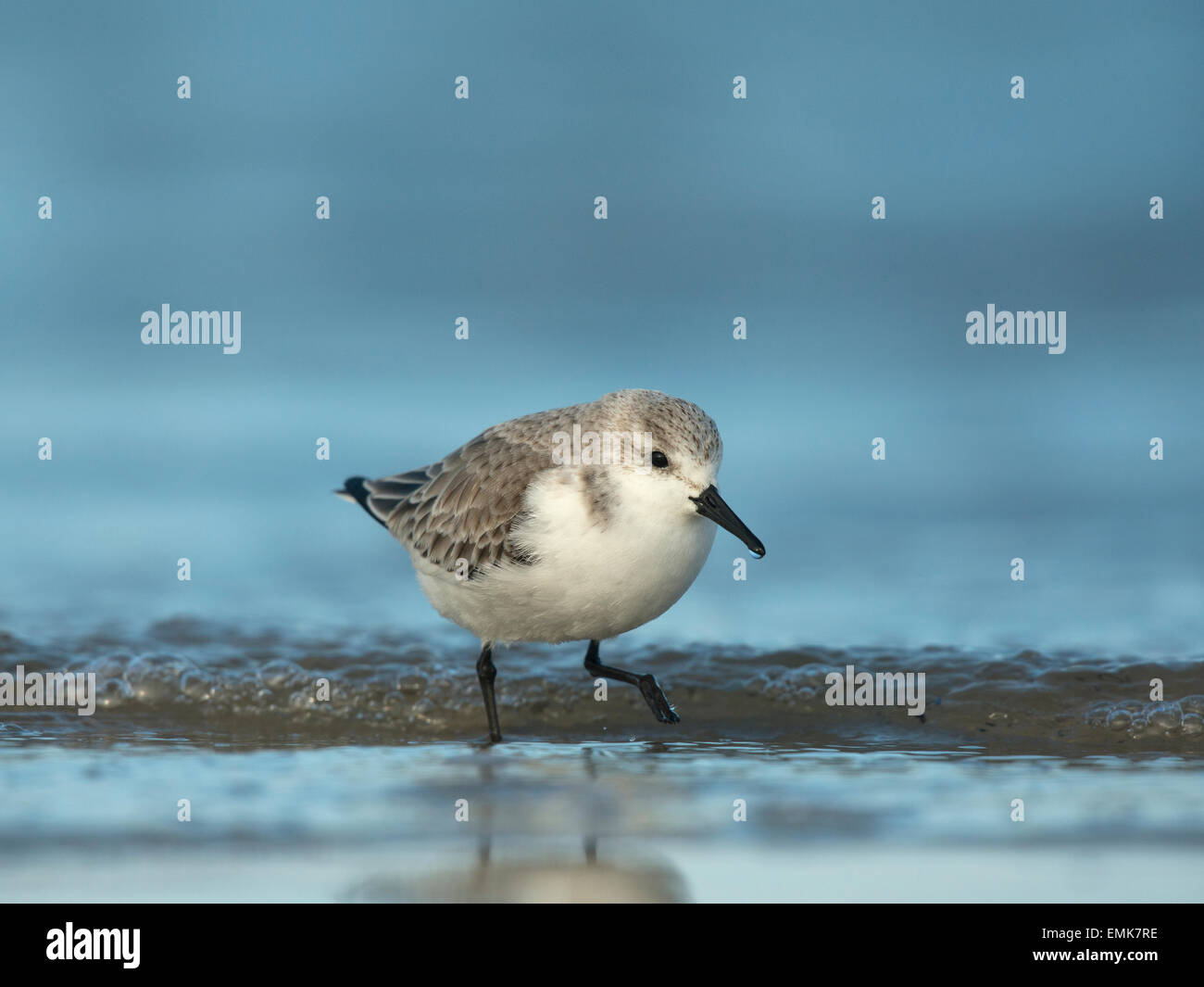 Bécasseau sanderling (Calidris alba), Texel, Hollande du Nord, Pays-Bas Banque D'Images