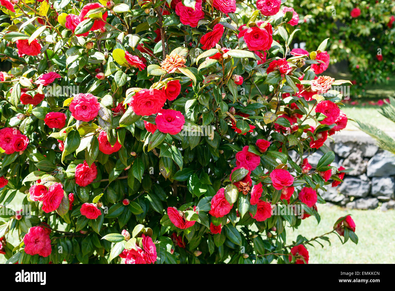 Bush camellia avec les fleurs rouges sous le soleil de printemps, Sicile Banque D'Images