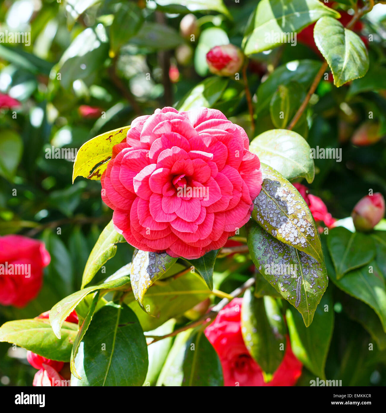Fleur rouge de camellia bush dans sunny journée de printemps, Sicile Banque D'Images