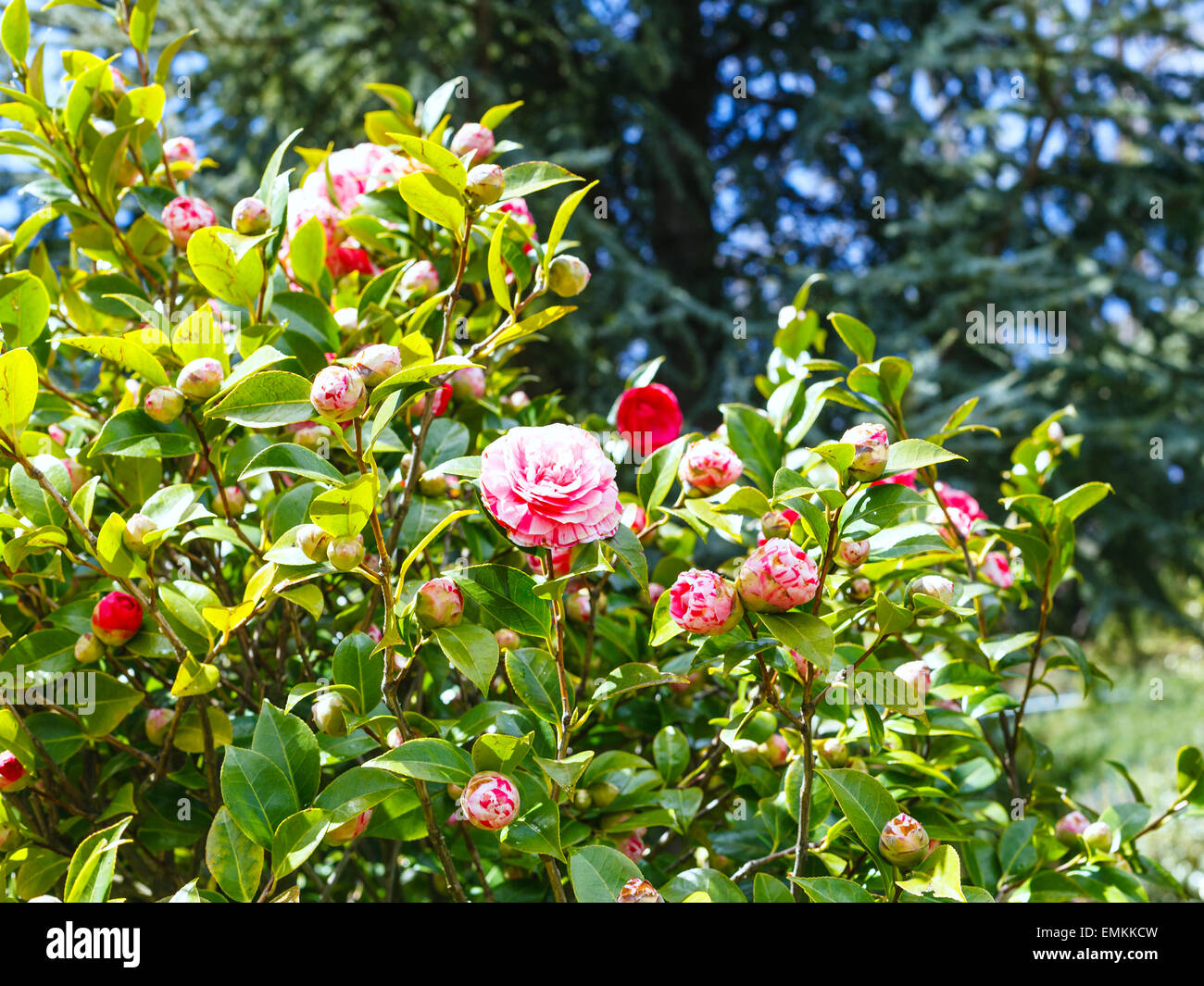 Fleurs roses et blanches sur camellia bush au printemps, Sicile Banque D'Images