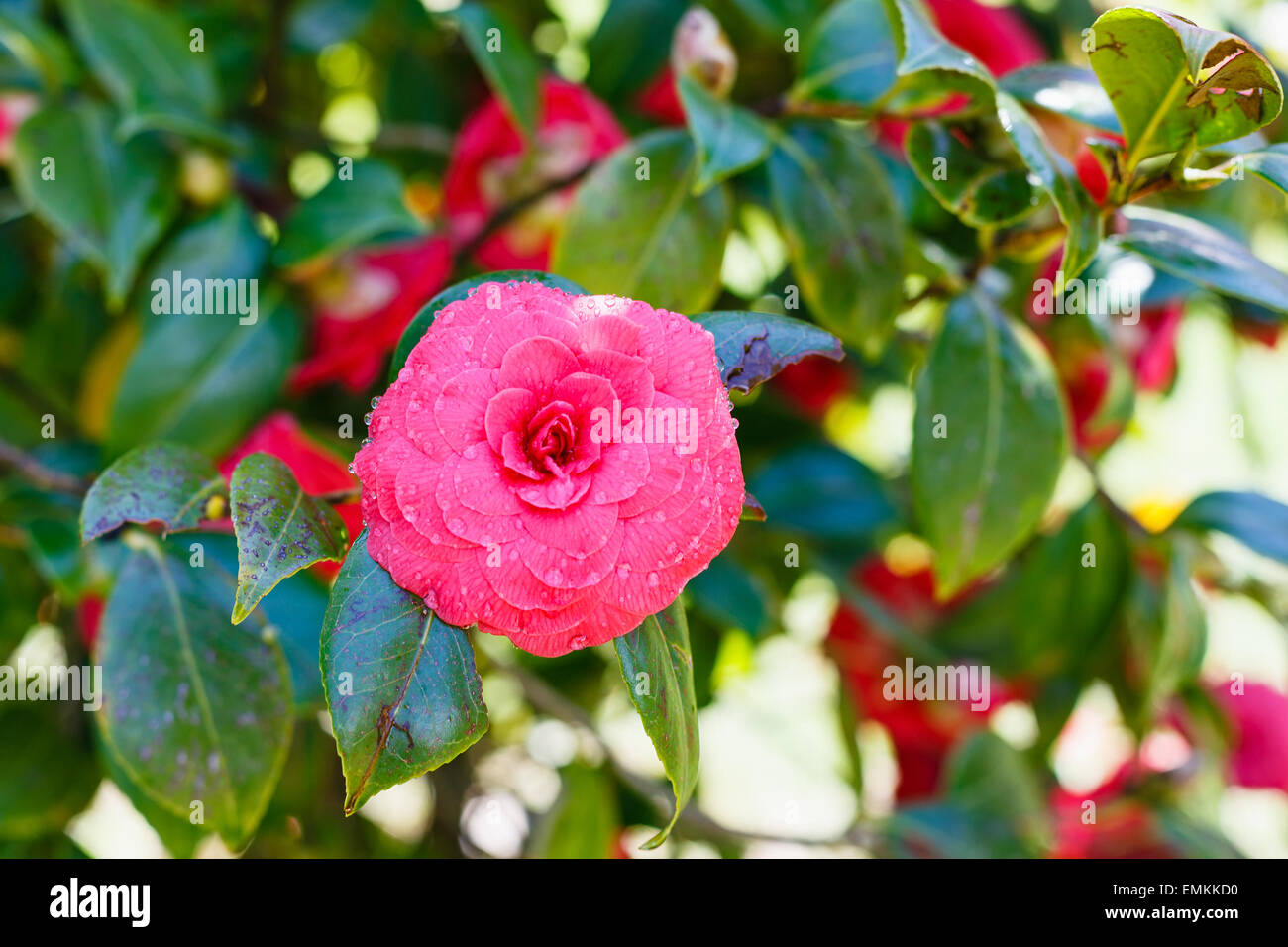Fleur de camellia rose bush après la pluie de printemps, Sicile Banque D'Images