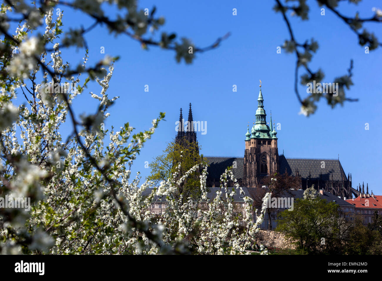 Printemps de Prague Cathédrale de Hradcany Printemps de Prague, Château de Prague Source Architecture arbres fleuris Prague République tchèque Cathédrale européenne Landmark Banque D'Images