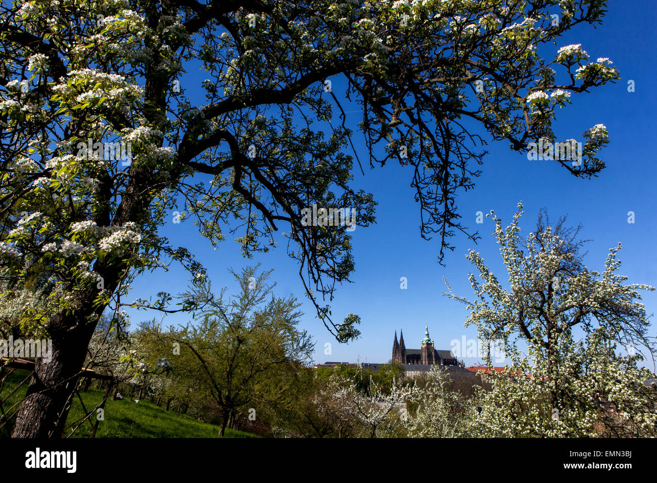 Vue sur le château de Prague à partir de la colline de Petrin blossoming, Prague République Tchèque Banque D'Images